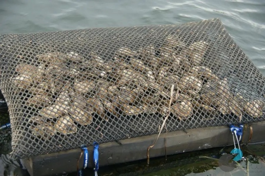 Seafood Float Plastic Cage Mesh HDPE Bag For Aquaculture Equipments With Rubbers and Hooks Oyster Bag