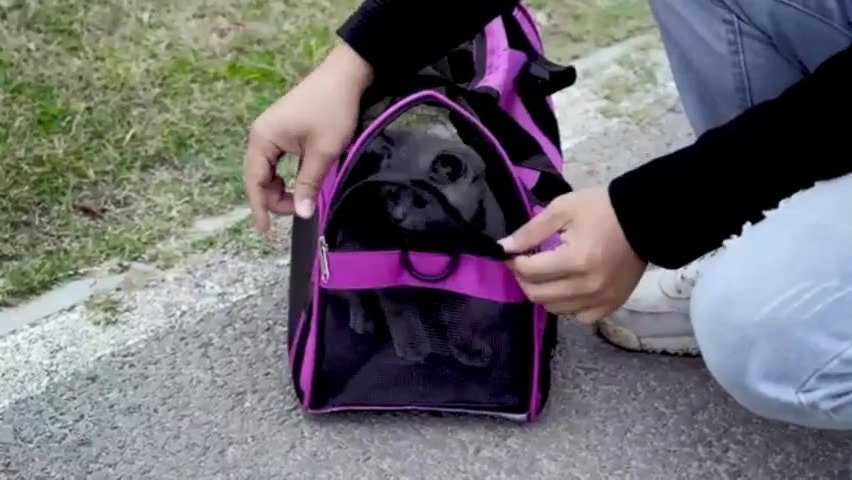 Pet Doggy&Cat Handbag for Dogs Cat Carriers Puppies of 15 Lbs TSA Airline Approved Small Cat Carrier Dog Carrier