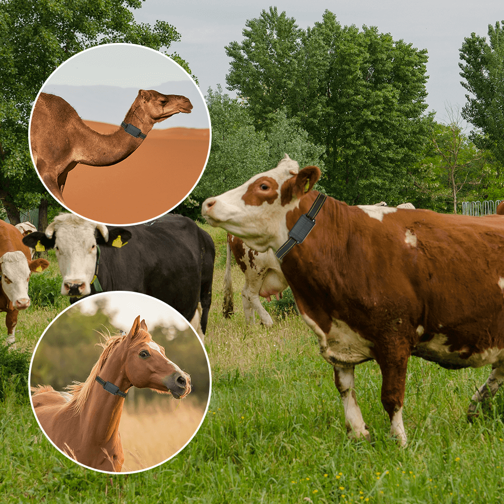 High Accuracy 4G Cow Gps Smart Farm Waterproof Gps Tracker Using Animal Cattle Tracking Device Gps