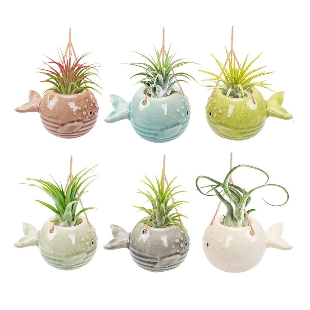 Small Air Plant Holder Unique Cute Octopus Pufferfish Squid Jellyfish Air Plant Hanger Wall Planter