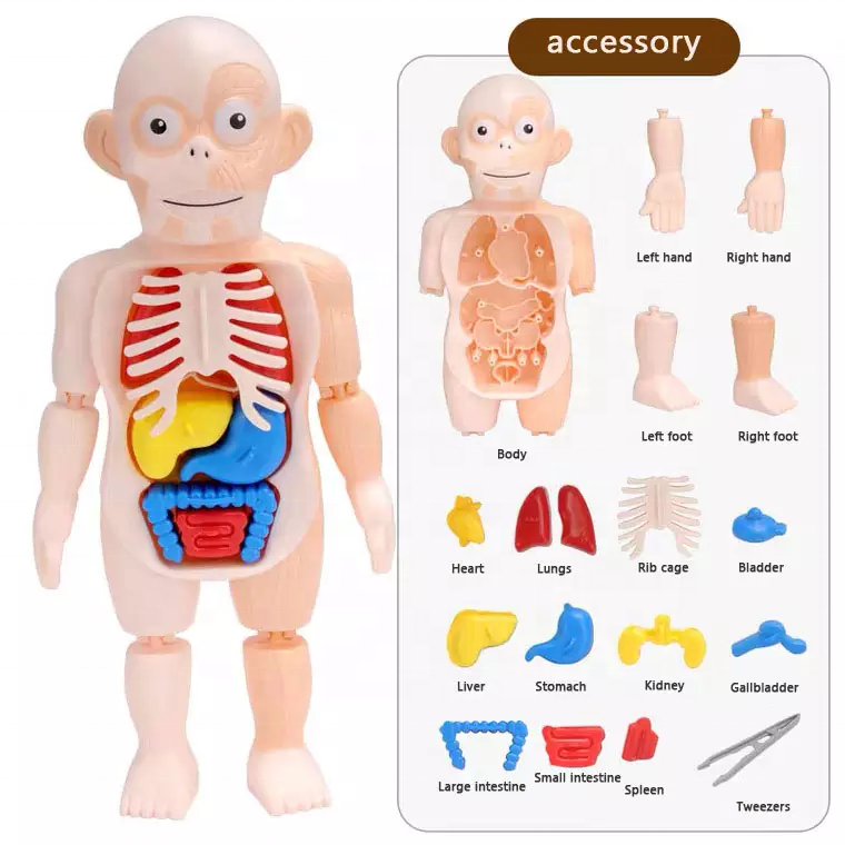 Anatomy Models Bundle Set kids stem toys montessori early educational toys science kit for education Anatomy Model Educational