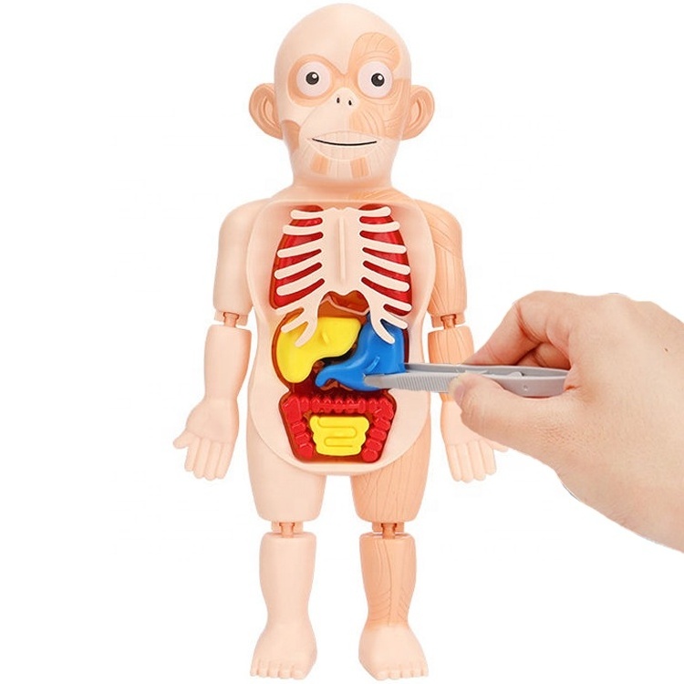 Anatomy Models Bundle Set kids stem toys montessori early educational toys science kit for education Anatomy Model Educational