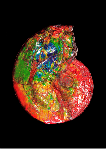 Reasonable Price Beautiful Canada Fengshui Natural Ammonite Fossil For Art Collectible