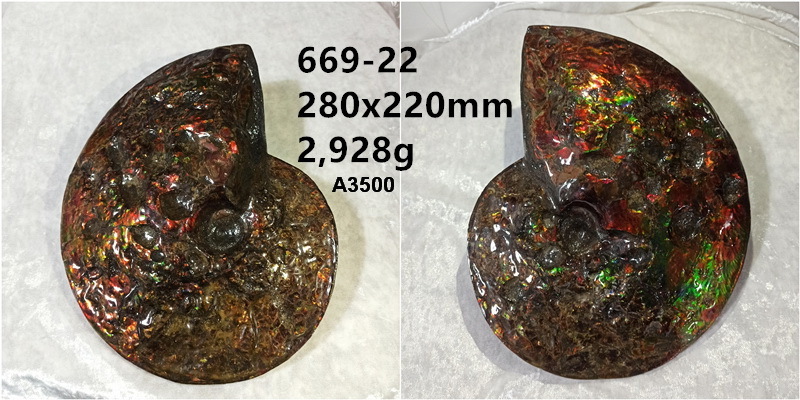 Reasonable Price Beautiful Canada Fengshui Natural Ammonite Fossil For Art Collectible