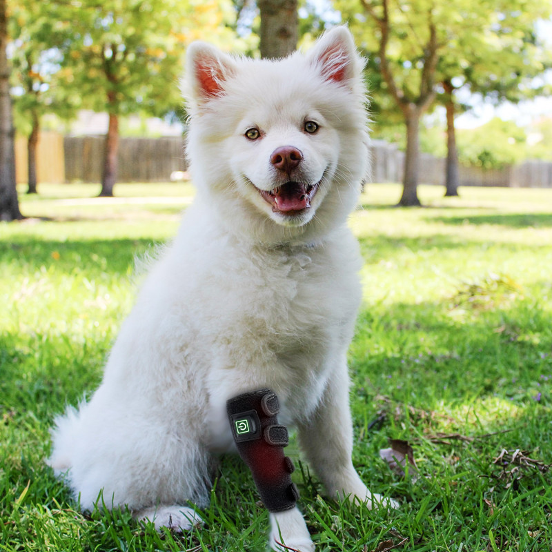 Dog Legs Rehabilitation Laser Therapy Equine Red Light Therapy For Wound Healing