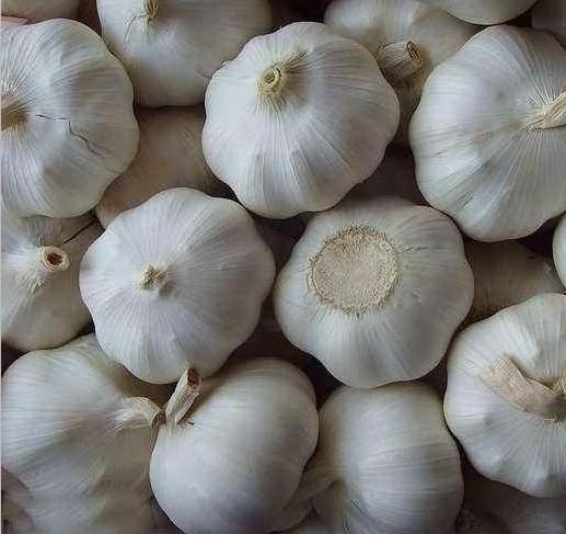 Fresh snow pure white garlic with 