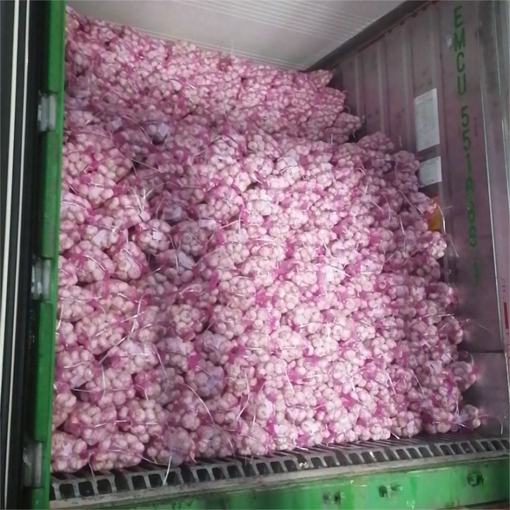 China fresh organic solo garlic hot sale wholesale price