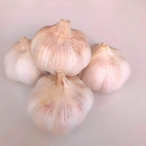 Garlic fresh price from fresh jining garlic/ajo chino china garlic