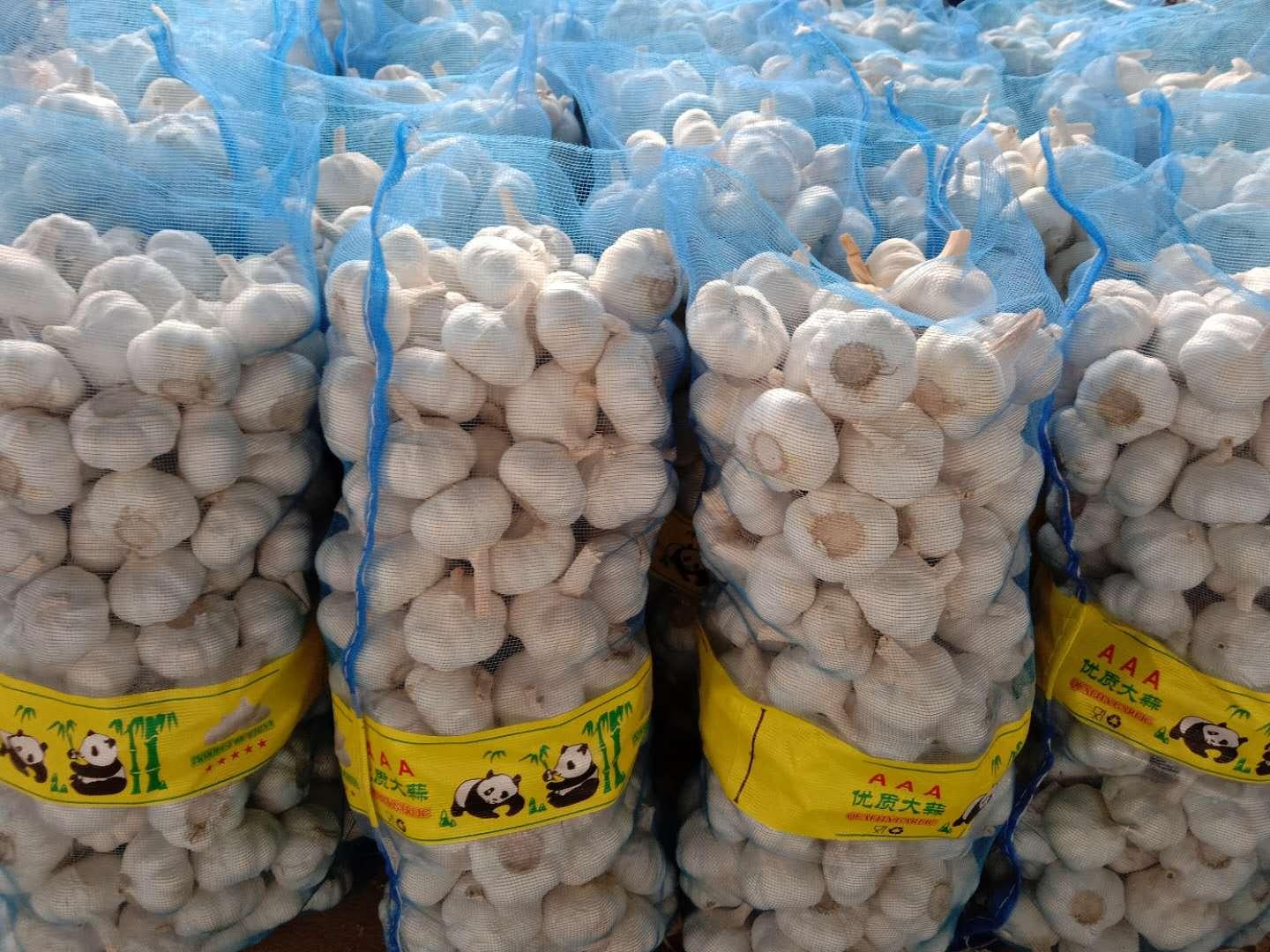 Fresh snow pure white garlic with 