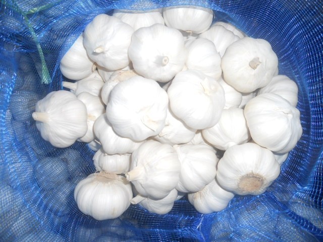 Fresh garlic seeds bawang putih/ ajo garlic single Spain