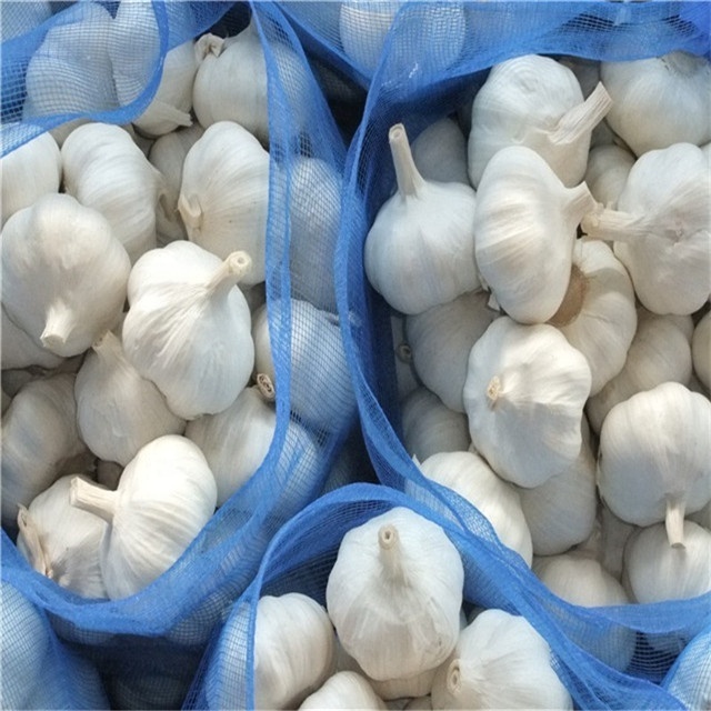 China fresh organic solo garlic hot sale wholesale price