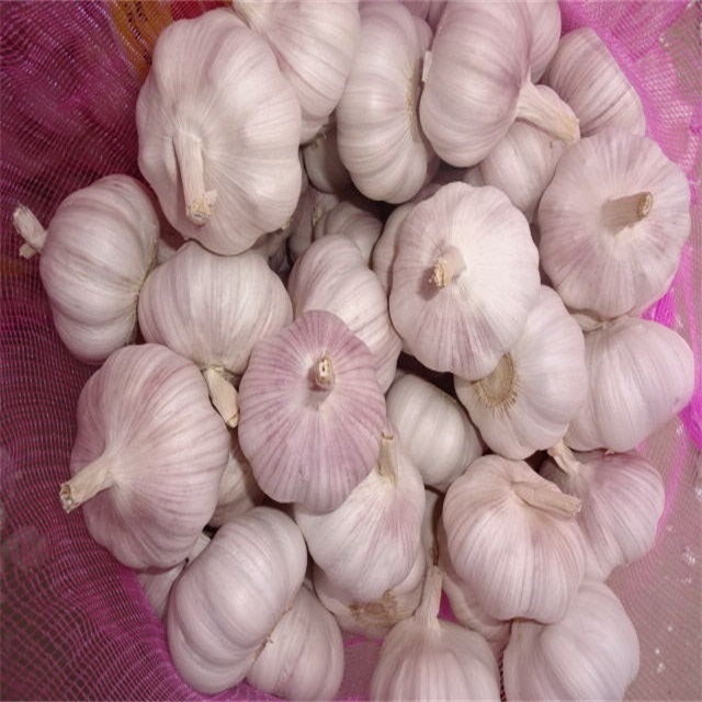 China fresh organic solo garlic hot sale wholesale price