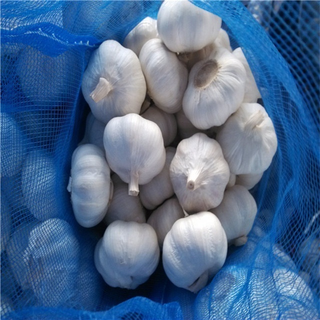 Fresh snow pure white garlic with 