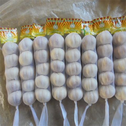 Fresh garlic seeds bawang putih/ ajo garlic single Spain