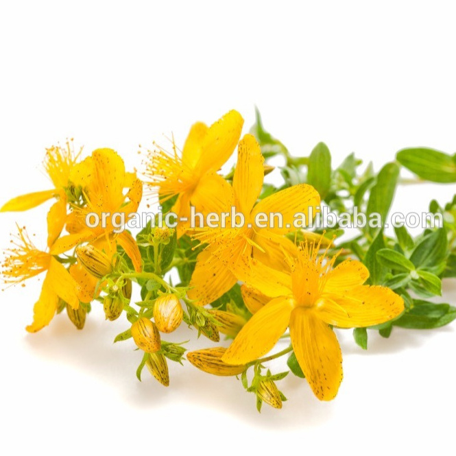 Hypericin Hypericum perforatum extract / St John's wort Plant Extract