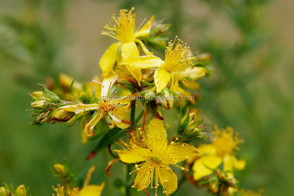 Hypericin Hypericum perforatum extract / St John's wort Plant Extract