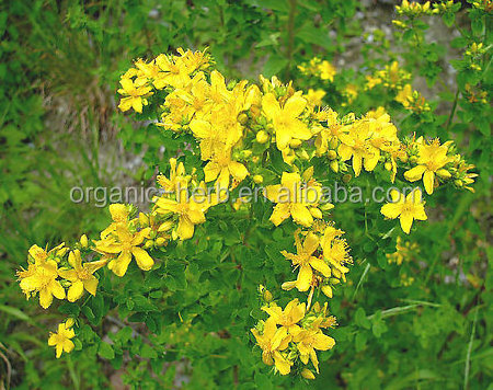 Hypericin Hypericum perforatum extract / St John's wort Plant Extract