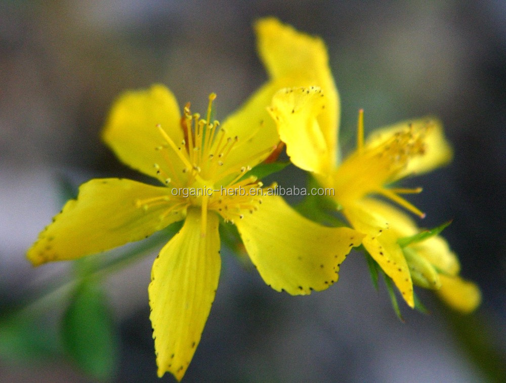 Hypericin Hypericum perforatum extract / St John's wort Plant Extract