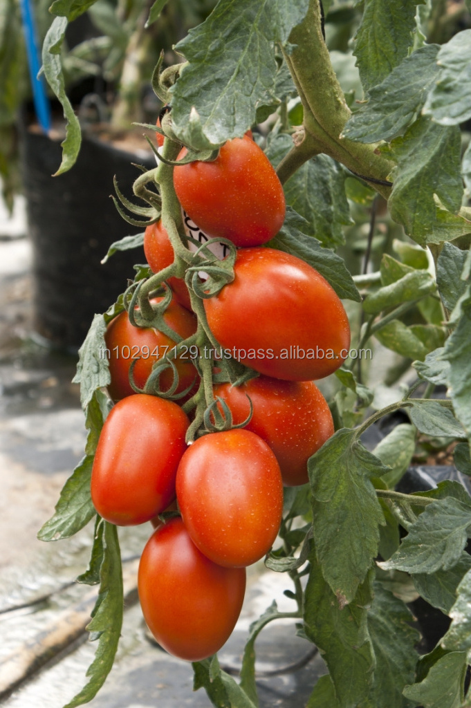 Plant growth stimulant for Tomato cultivation