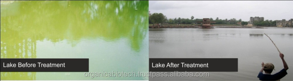 Biological way to guard used pond filters for growth of green algae in lake