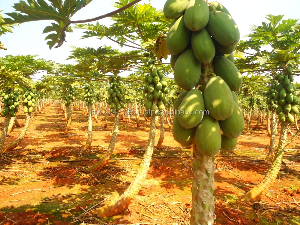 Plant growth regulator for Papaya cultivation