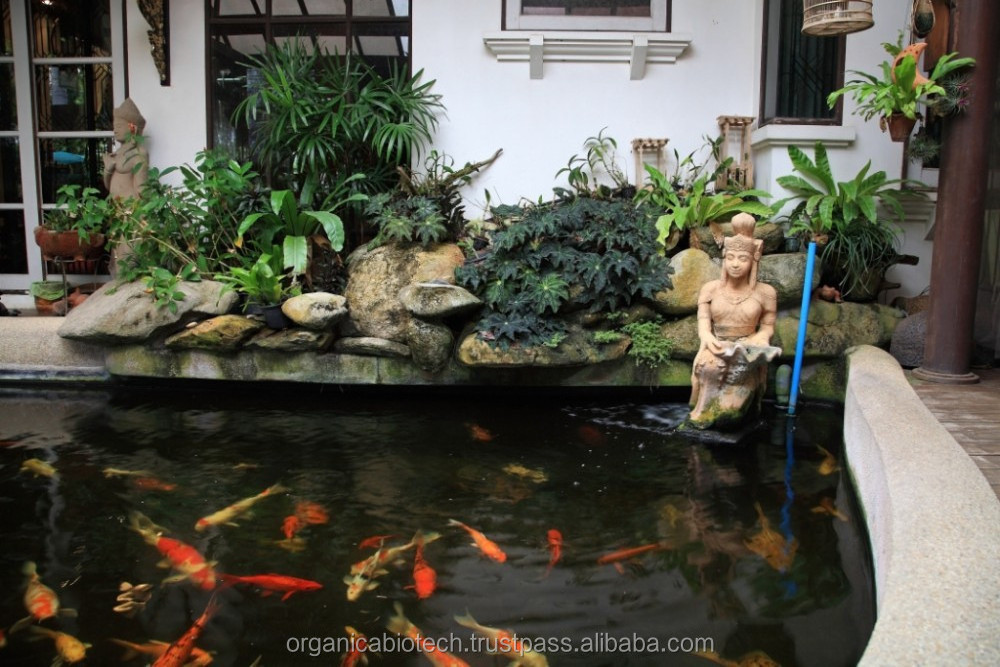 Biological way to guard used pond filters for growth of green algae in lake