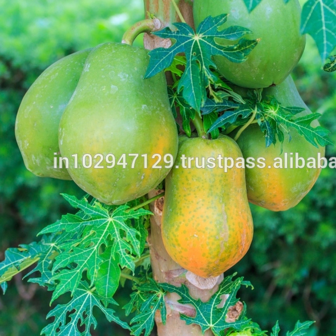 Plant growth regulator for Papaya cultivation