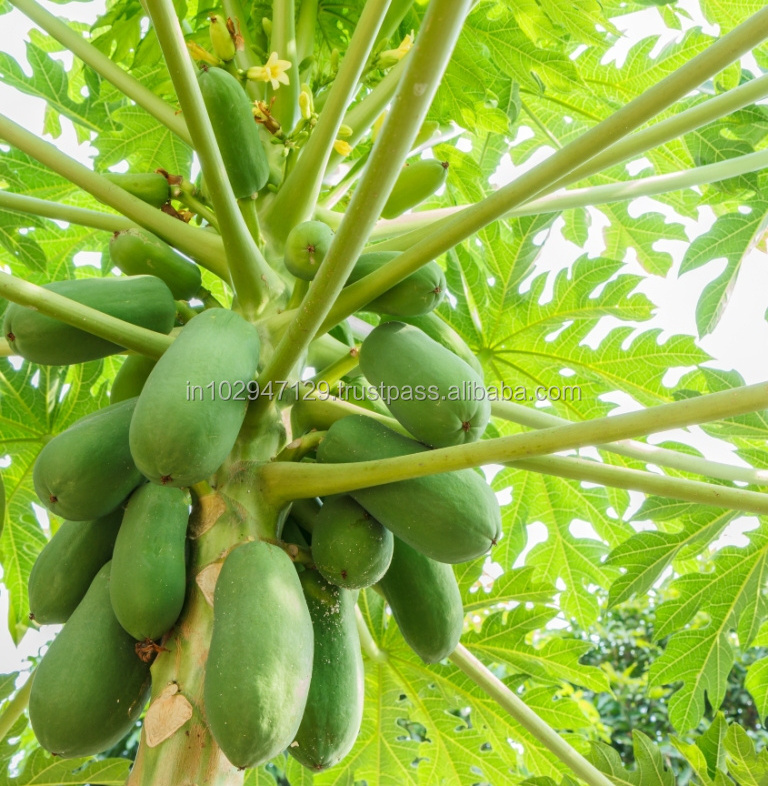 Plant growth regulator for Papaya cultivation