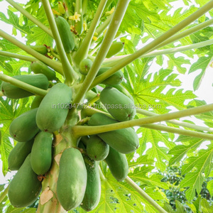 Plant growth regulator for Papaya cultivation