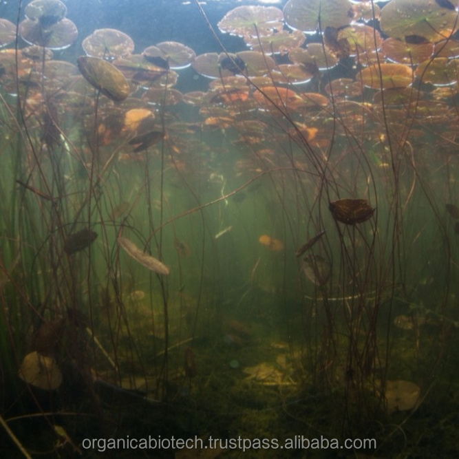 Biological way to guard used pond filters for growth of green algae in lake