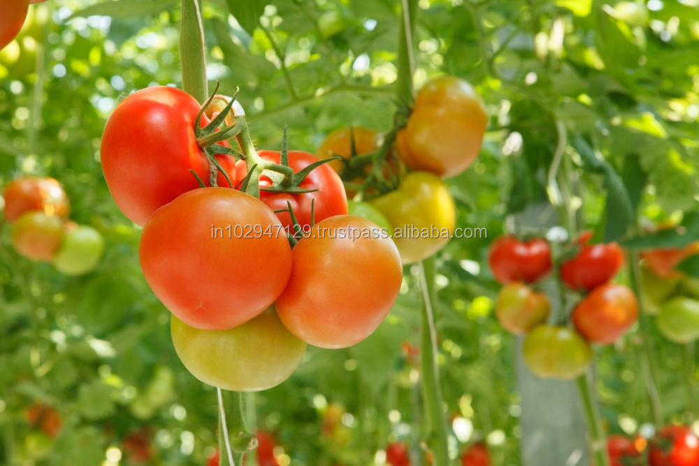 Plant growth stimulant for Tomato cultivation