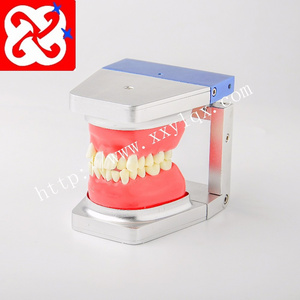 Oral Orthodontic typodent Model / Replacement Alloy Teeth,Typodont Dental Study Model