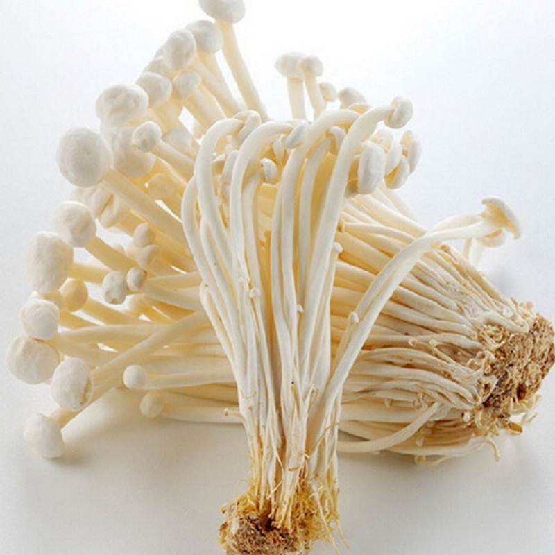 Fresh China mushroom spawn of enoki mushroom