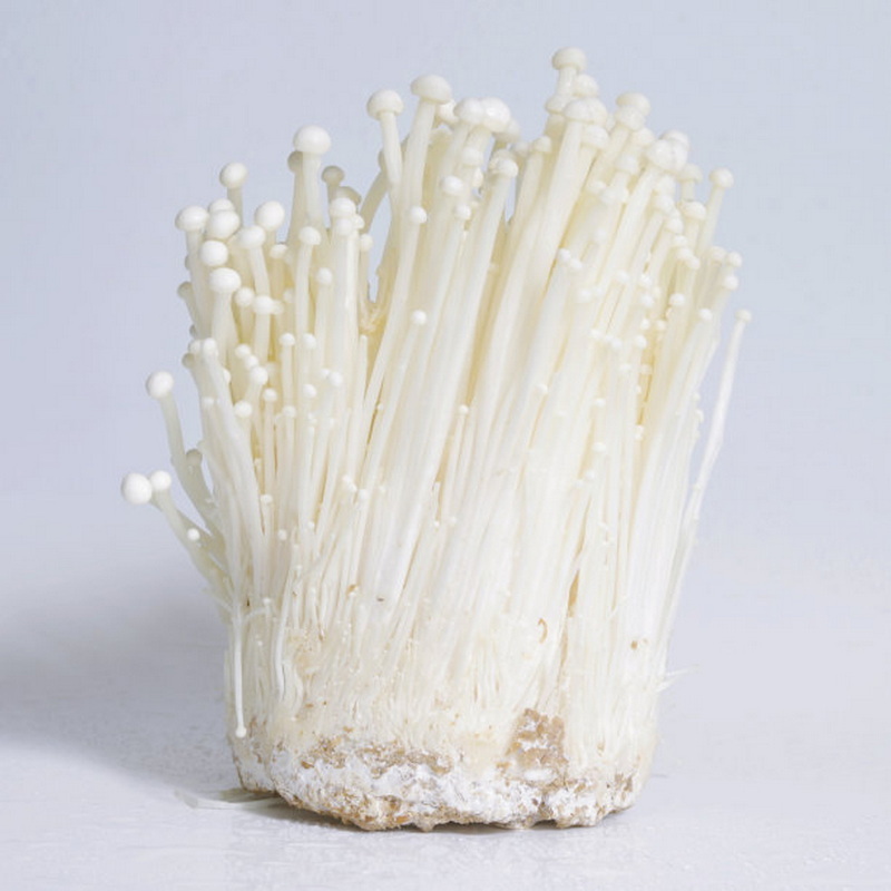 Golden mushroom supplies fresh enoki mushroom