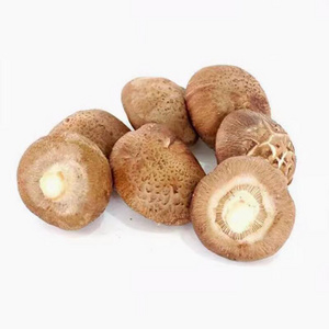 Food grade ISO and HACCP bulk mushroom of shiitake mushroom