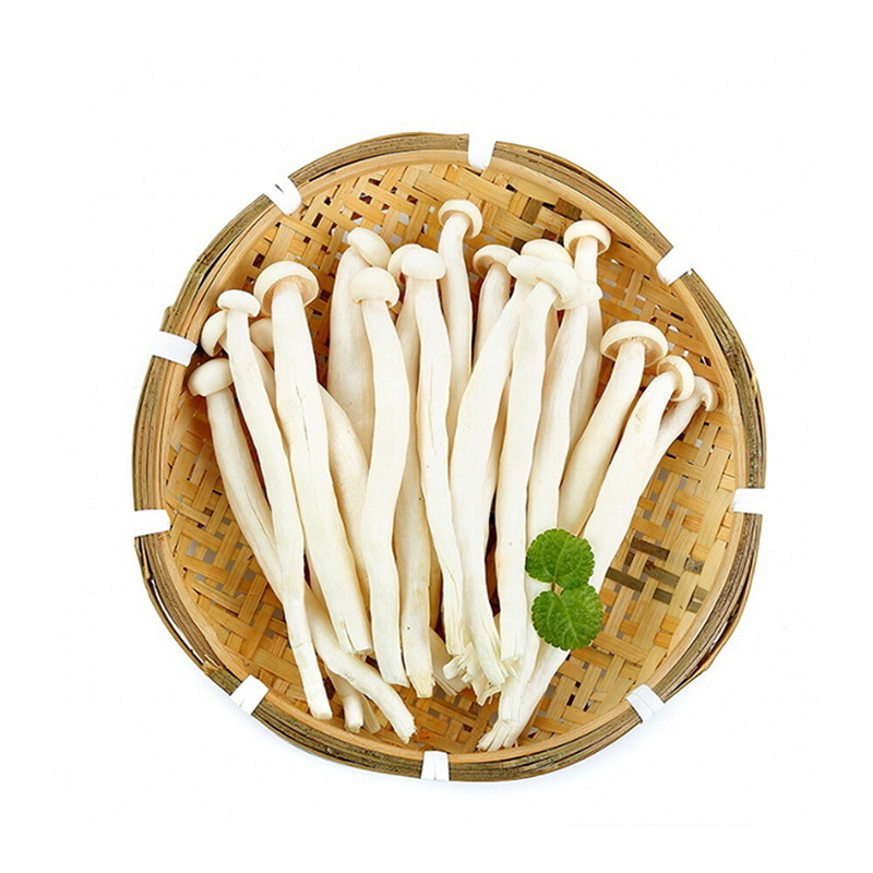 China fresh mushroom spawn of seafood mushroom