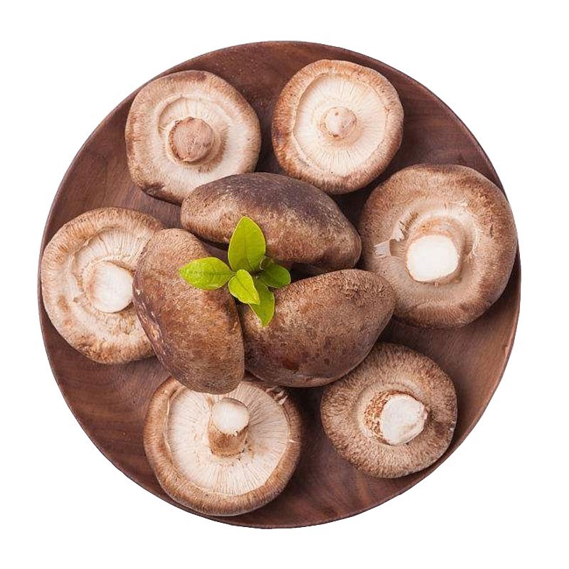 Food grade ISO and HACCP bulk mushroom of shiitake mushroom