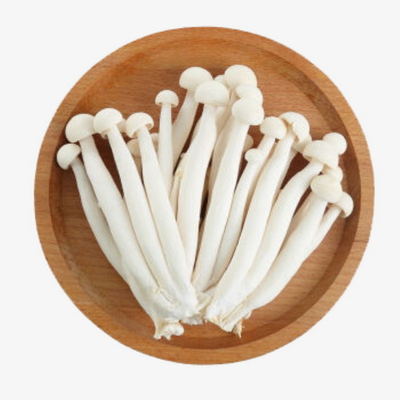 China fresh mushroom spawn of seafood mushroom