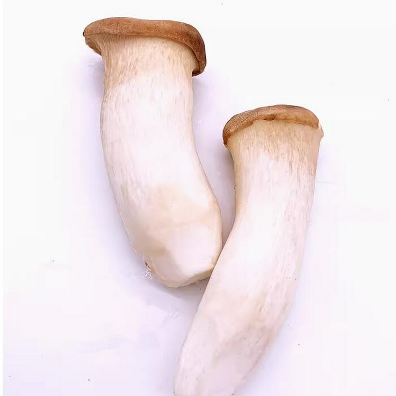 Golden mushroom supplies fresh king oyster mushroom