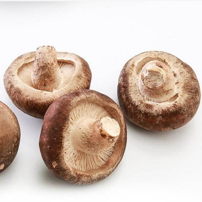 Other food grade fresh mushroom of shiitake mushroom