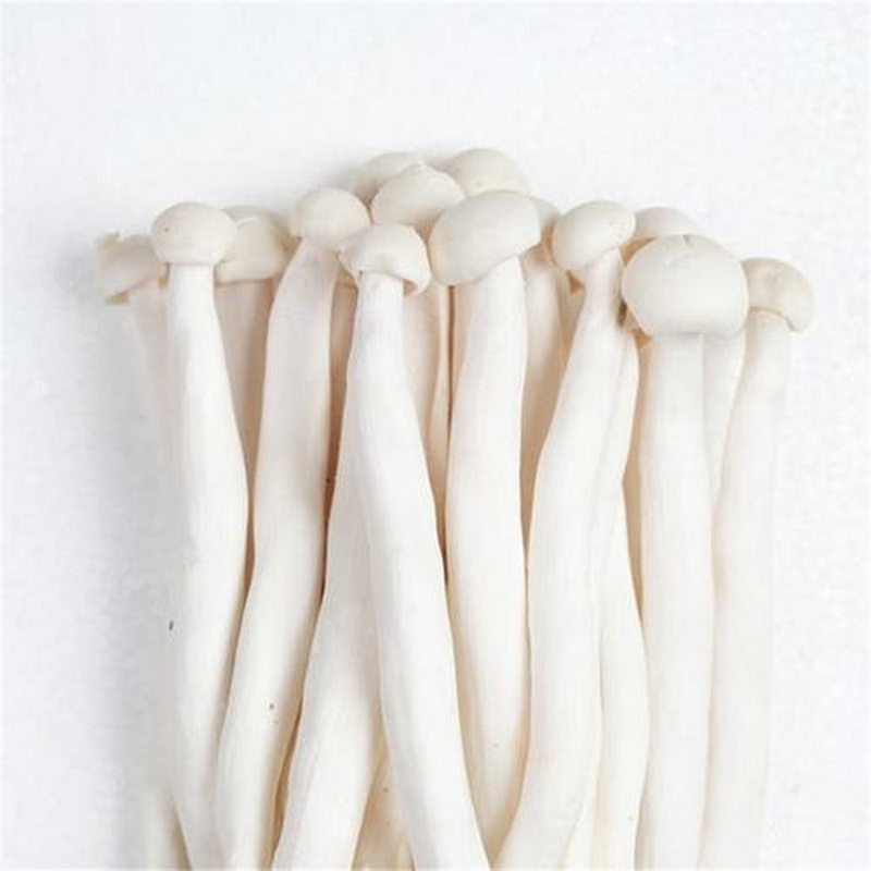 China fresh mushroom spawn of seafood mushroom