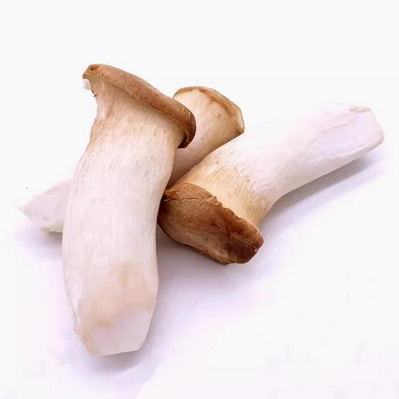 Golden mushroom supplies fresh king oyster mushroom