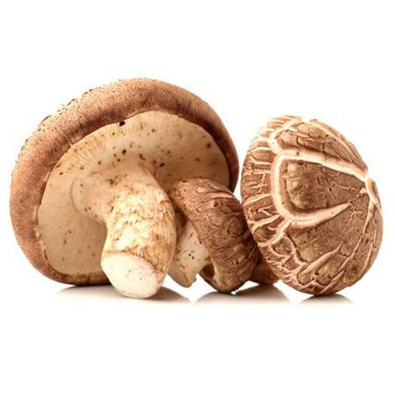 Food grade ISO and HACCP bulk mushroom of shiitake mushroom