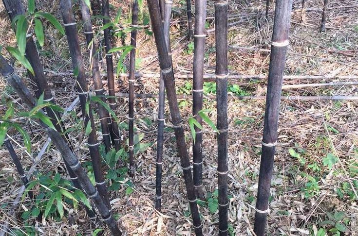 Raw Bamboo Pole Natural Black Nigra Bamboo Canes Black Bamboo Poles for Decoration