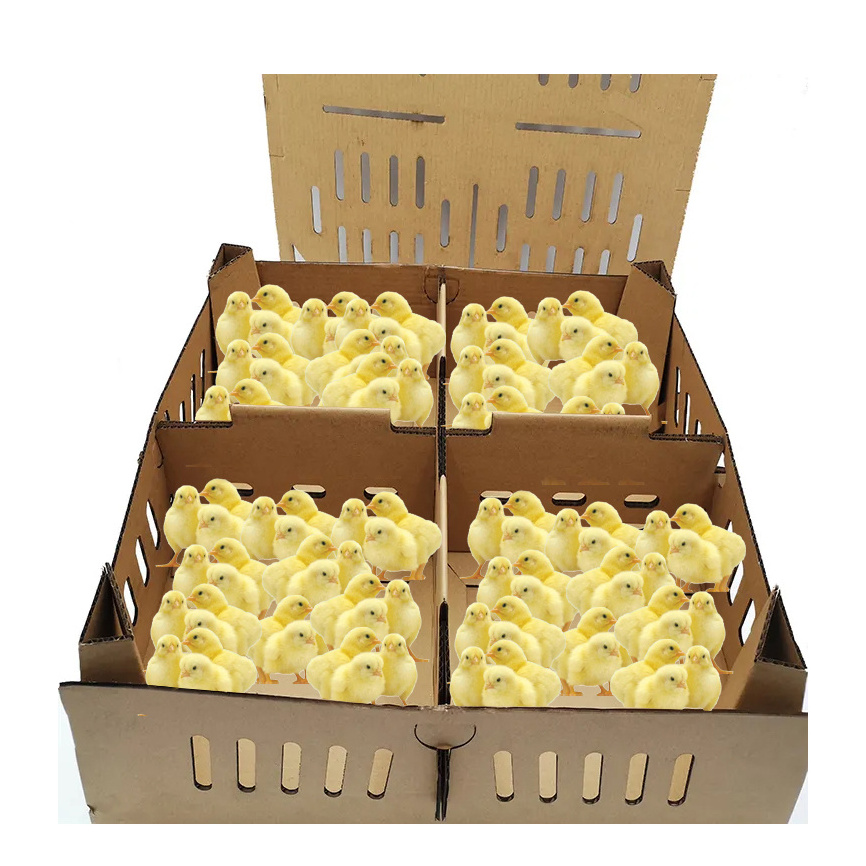 Transport chicks baby quail basket cardboard box brown chick boxes cardboard old chick shipping boxes