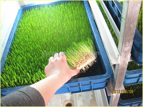 50-1000kg/day Livestocks Hydroponic Barley Fodder System Animal Fodder Alfalfa Grass Sprouting Machine