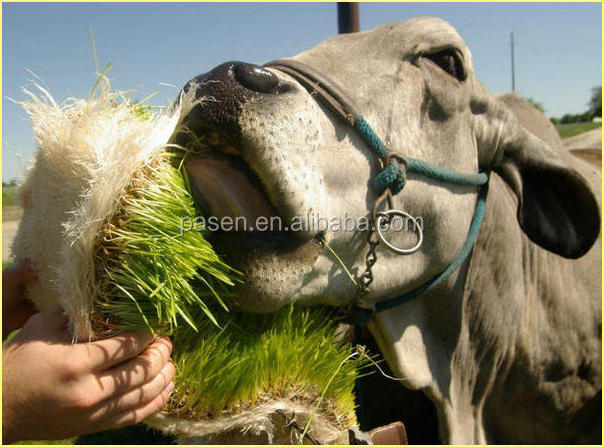 50-1000kg/day Livestocks Hydroponic Barley Fodder System Animal Fodder Alfalfa Grass Sprouting Machine