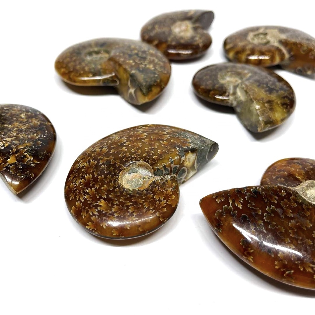 Wholesale Natural Rainbow Ammonite Fossil Conch for Meditation Decoration