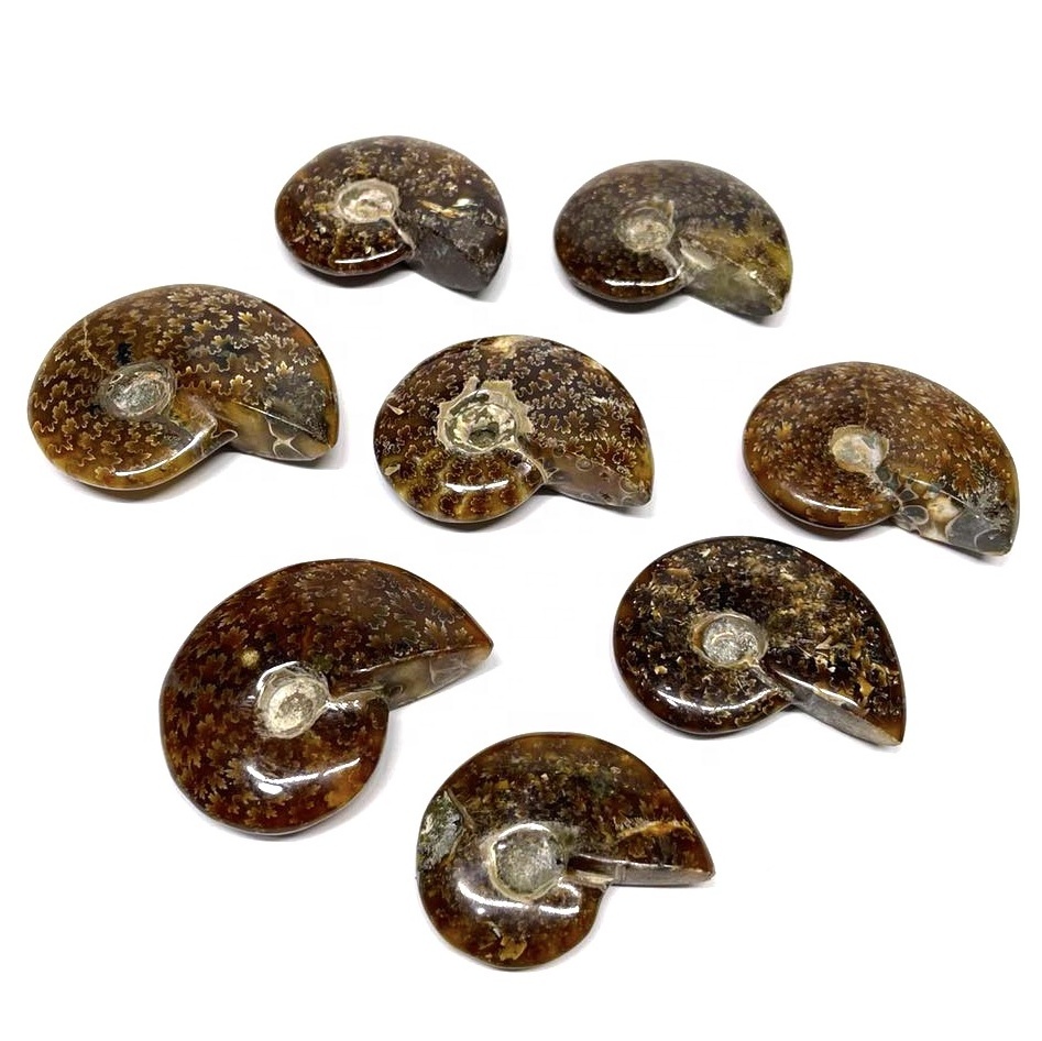 Wholesale Natural Rainbow Ammonite Fossil Conch for Meditation Decoration