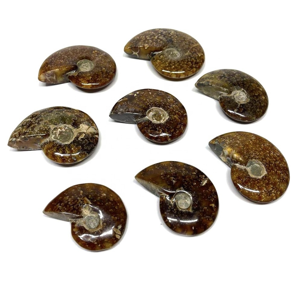 Wholesale Natural Rainbow Ammonite Fossil Conch for Meditation Decoration